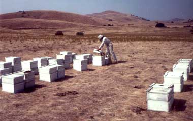 David with his bees